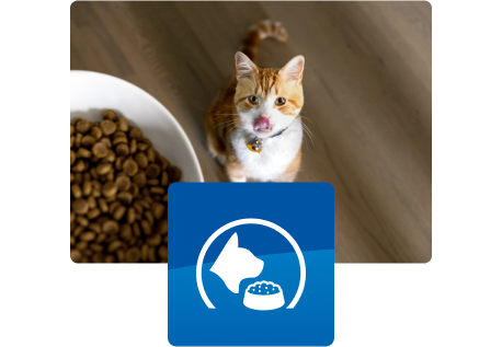 Pisică care se uită la bolul cu mâncare