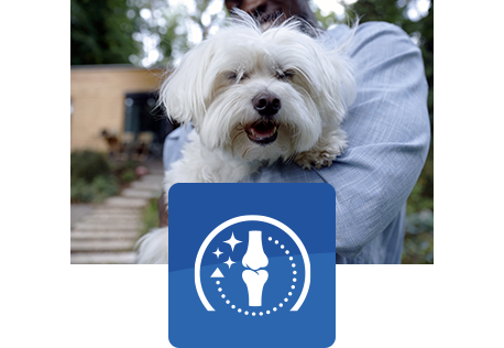 câine alb fericit ținut în brațe de un om