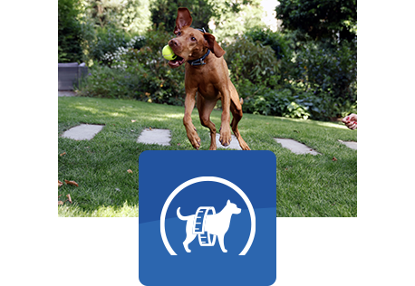 câine maro sărind în aer pentru a prinde o minge